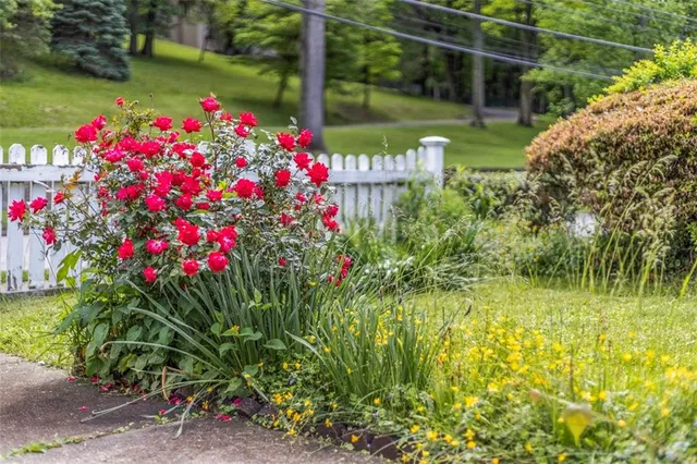 a view of a flower in a garden