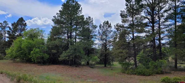 a view of a forest with trees in the background