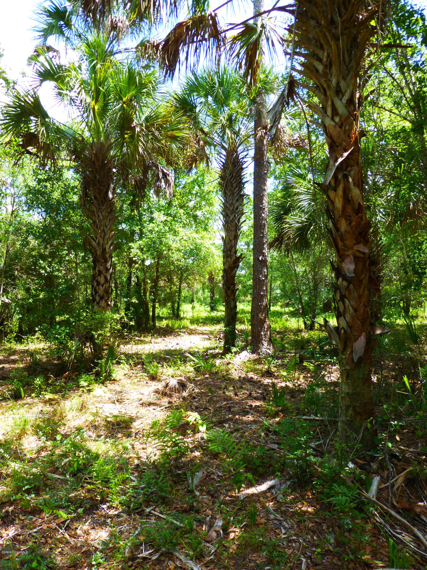 350 Liberty Road Mims, FL 32754 - Photo 23 of 59 P1010790