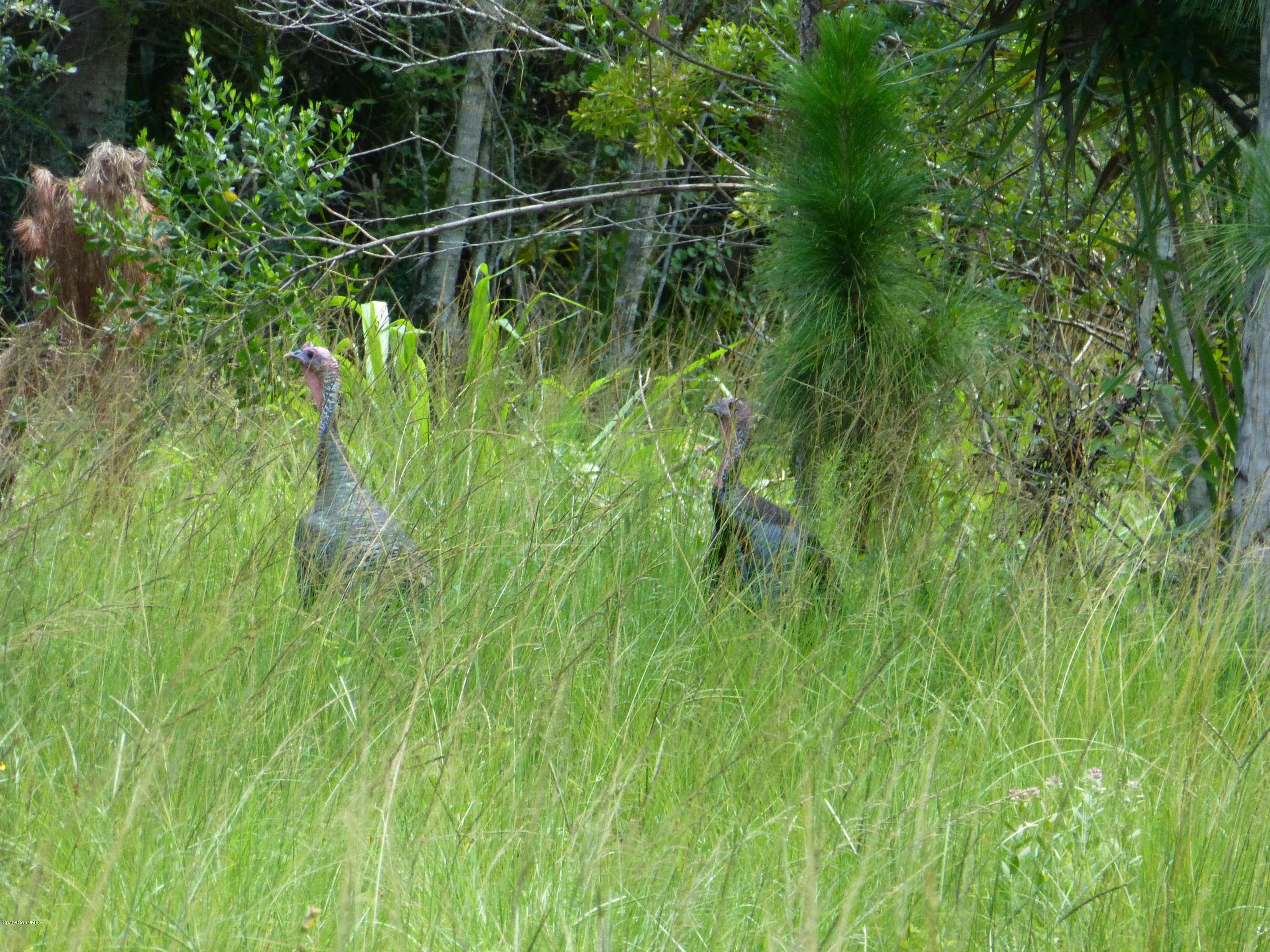 350 Liberty Road Mims, FL 32754 - Photo 29 of 59 P1010803