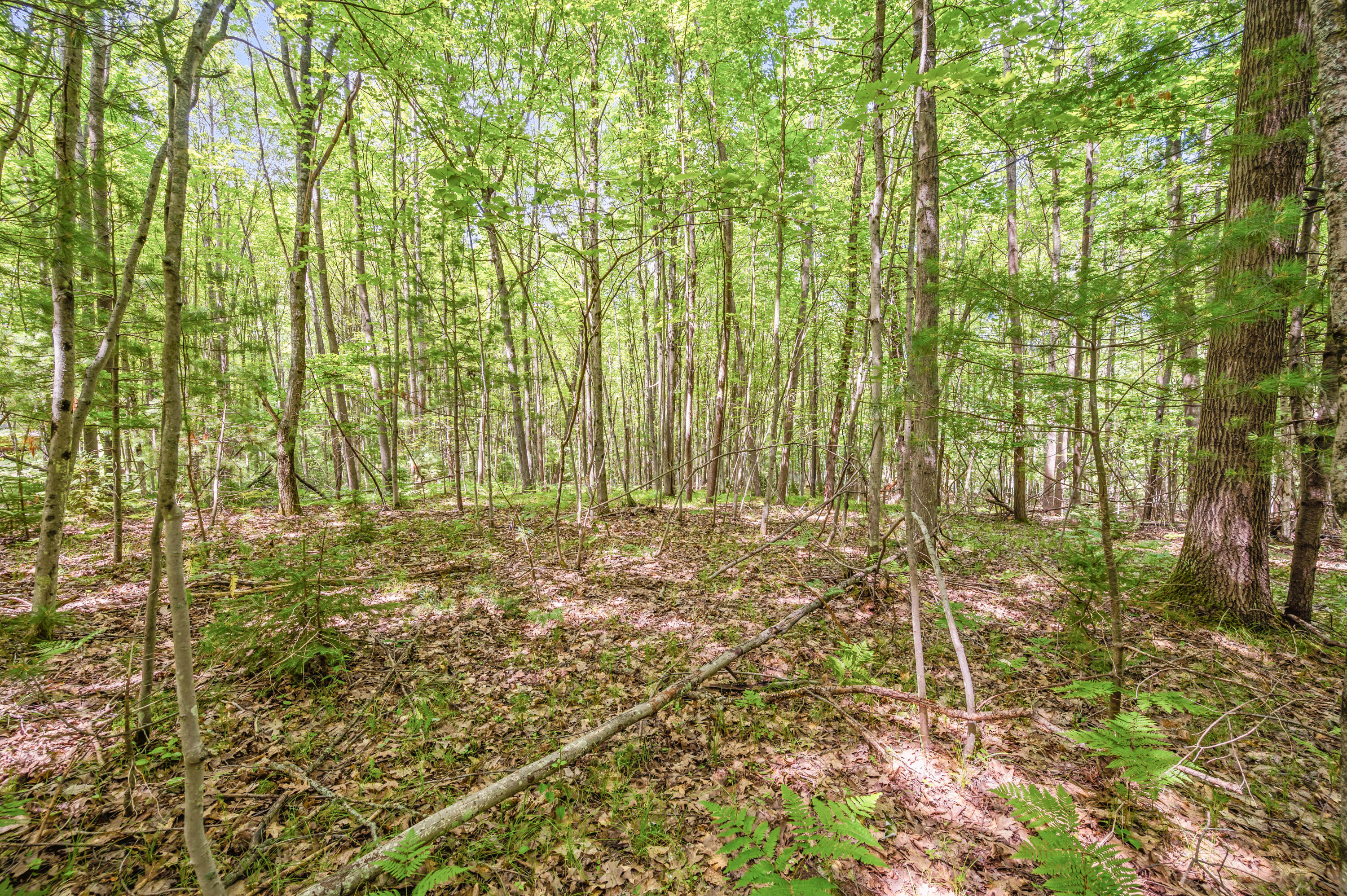 15 West 12 Mile Road Irons, MI 49644 - Photo 19 of 32 Lot15-12MileRd-Irons-1