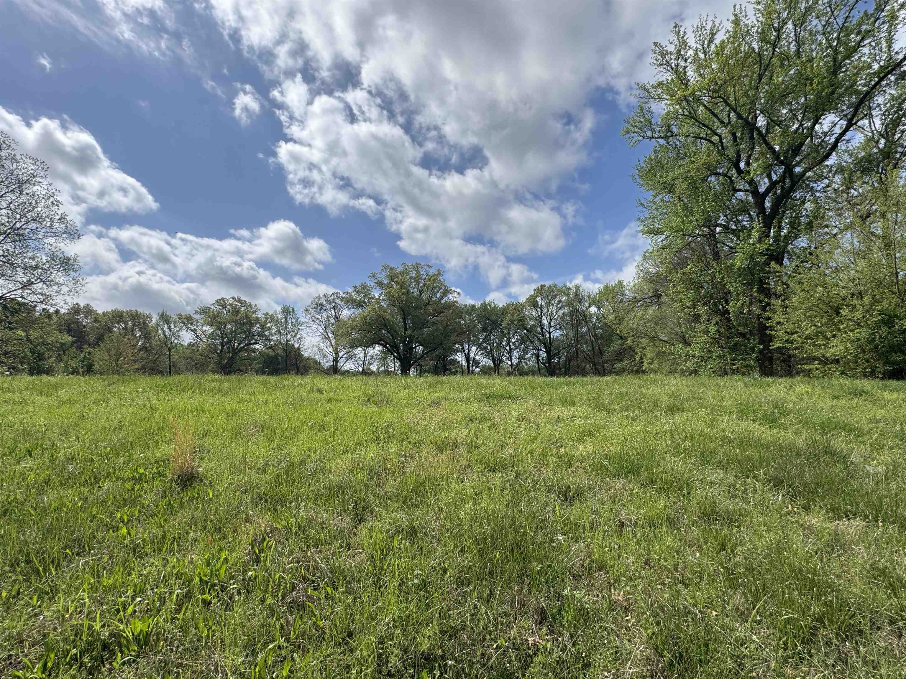 1163 West Raines Road Memphis, TN 38109 - Photo 8 of 8 View of undeveloped land with rural landscape