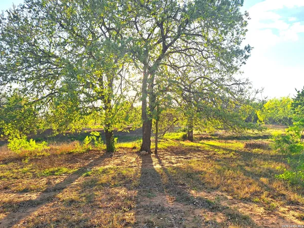 a view of yard with trees