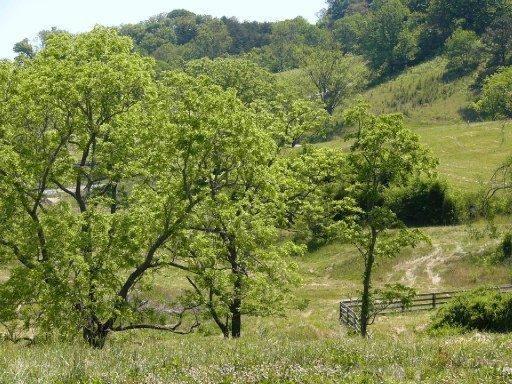 Lot 119 Russell Brothers Road Sharps Chapel, TN 37866 - Photo 2 of 4 Lot# 119-2