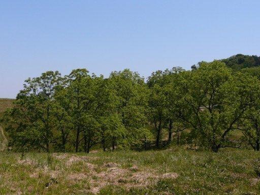 Lot 119 Russell Brothers Road Sharps Chapel, TN 37866 - Photo 3 of 4 Lot# 119-3