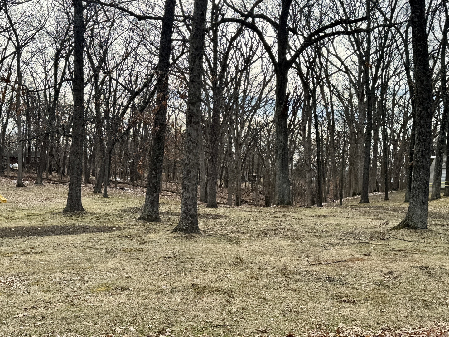 a view of a yard with trees