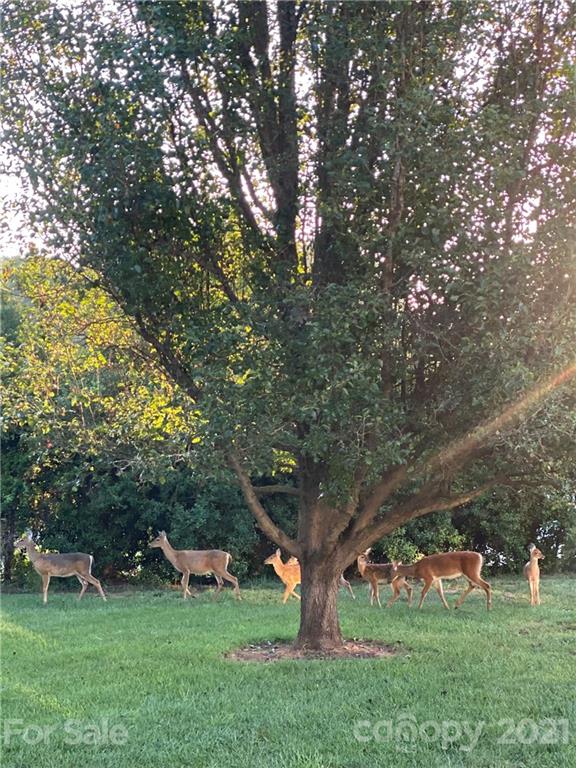 265 John Cline Road Cherryville, NC 28021 - Photo 24 of 24 Gallery Image 24