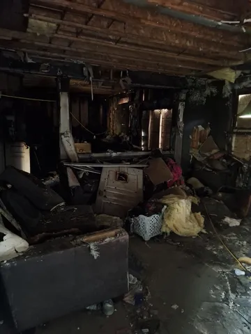 a view of a yard with plants and a large tree