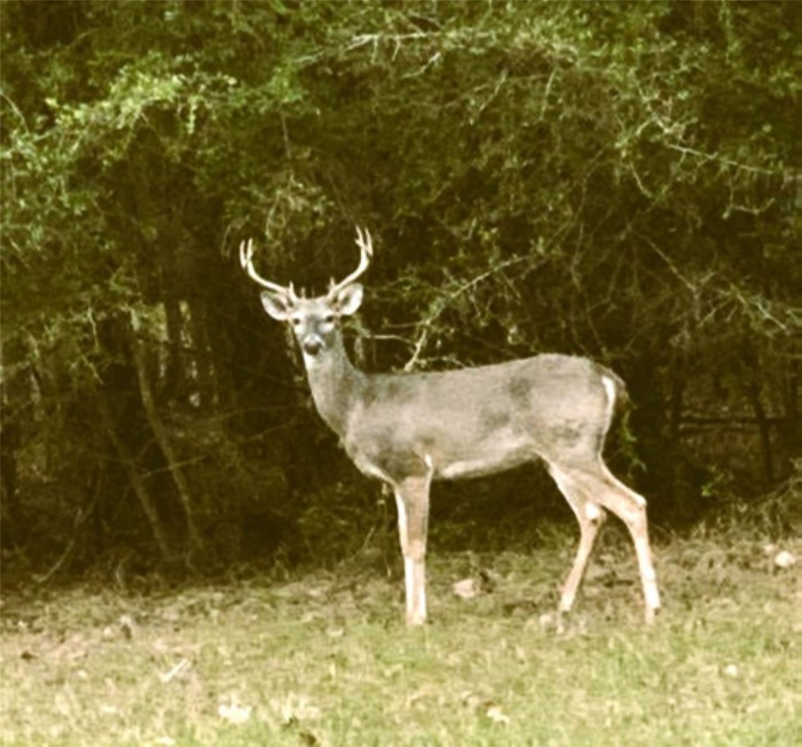L29 Spreading Oak Trinity, TX 75862 - Photo 3 of 25 a view of balcony with wooden floor
