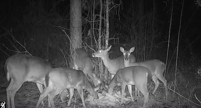 0 Whitetown Road Plum Branch, SC 29845 - Photo 3 of 5 LandForSale153-00-00-095WildlifePics2