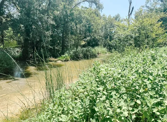 a view of a lake with a tree