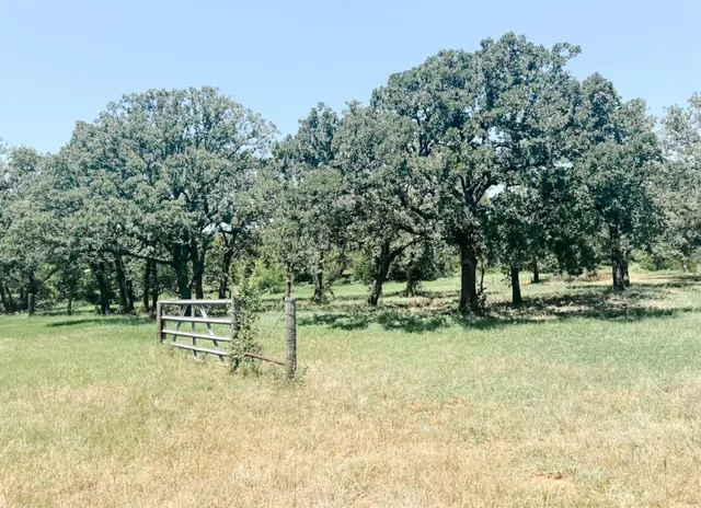 a view of a field with a tree