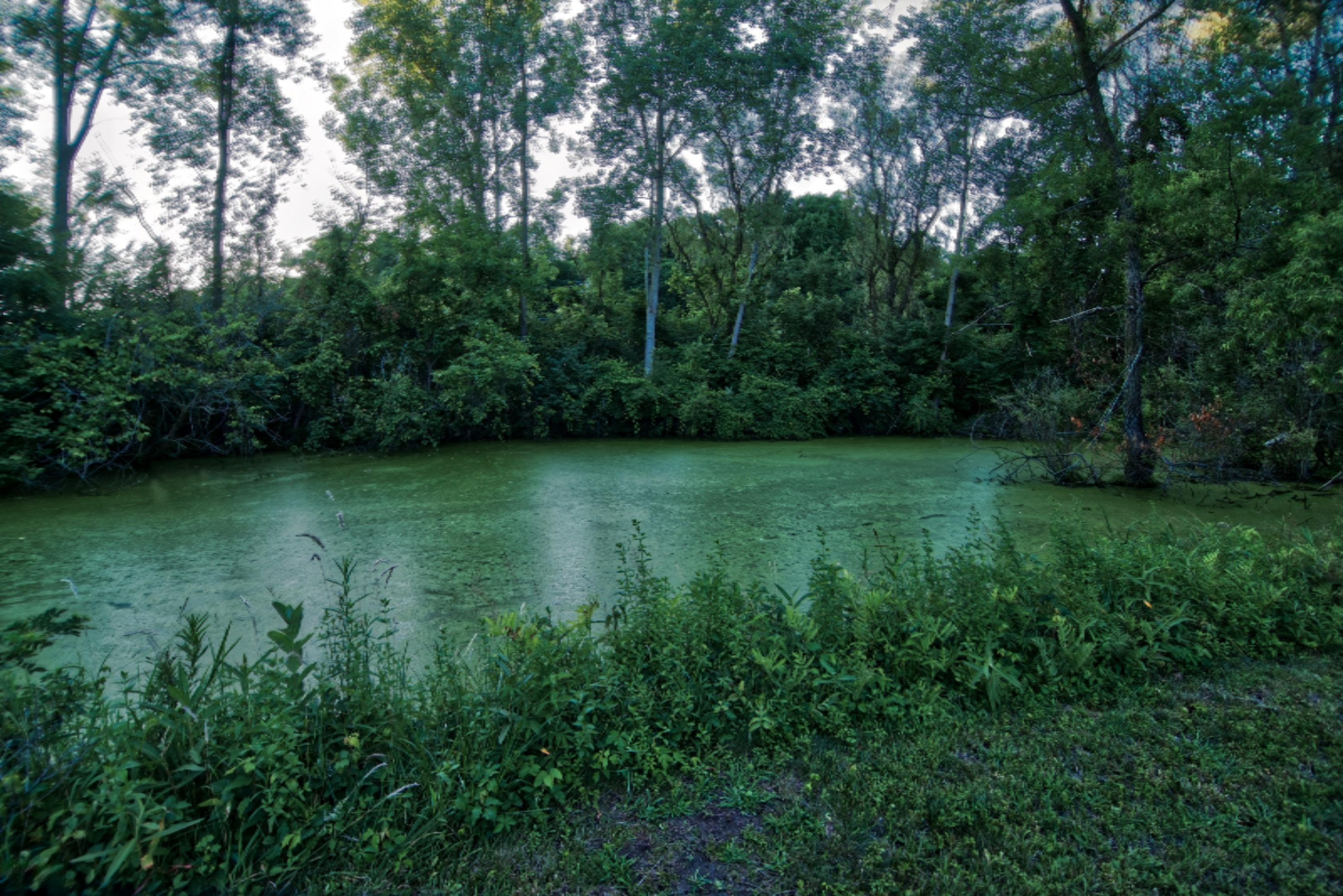 1945 Oak Forest Road Niles, MI 49120 - Photo 23 of 44 _DSC72341945 oak forest