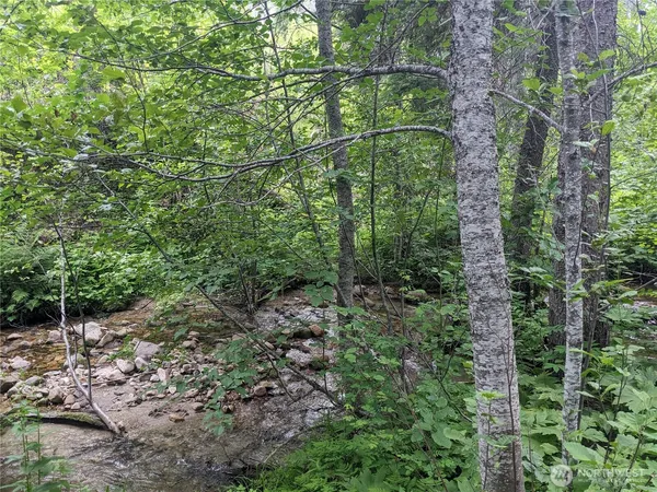 a view of a forest with a trees