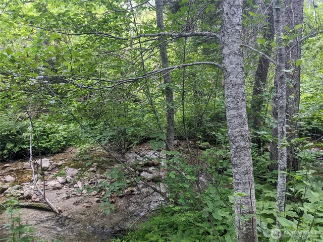 a view of a forest with a trees
