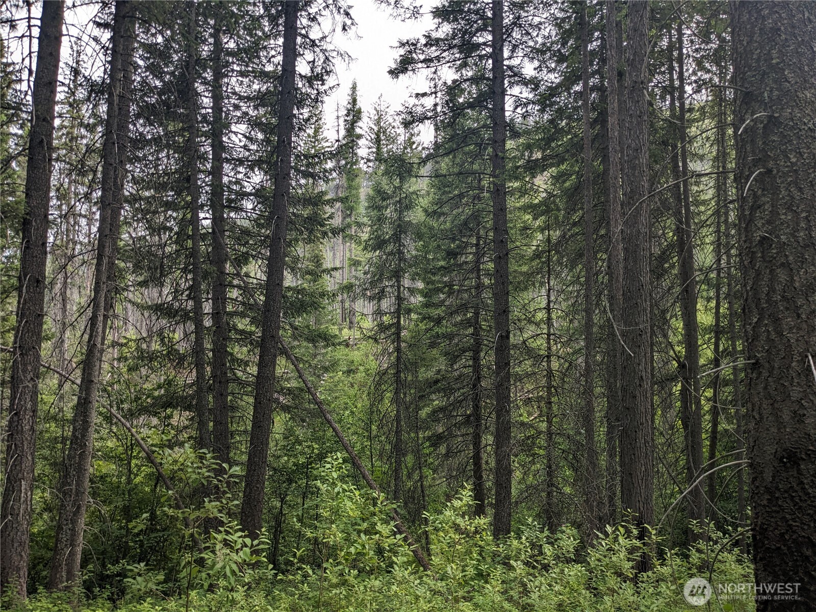 -tbd Tbd Bia Road, Unit 56 Nespelem, WA 99155 - Photo 12 of 14 a view of forest