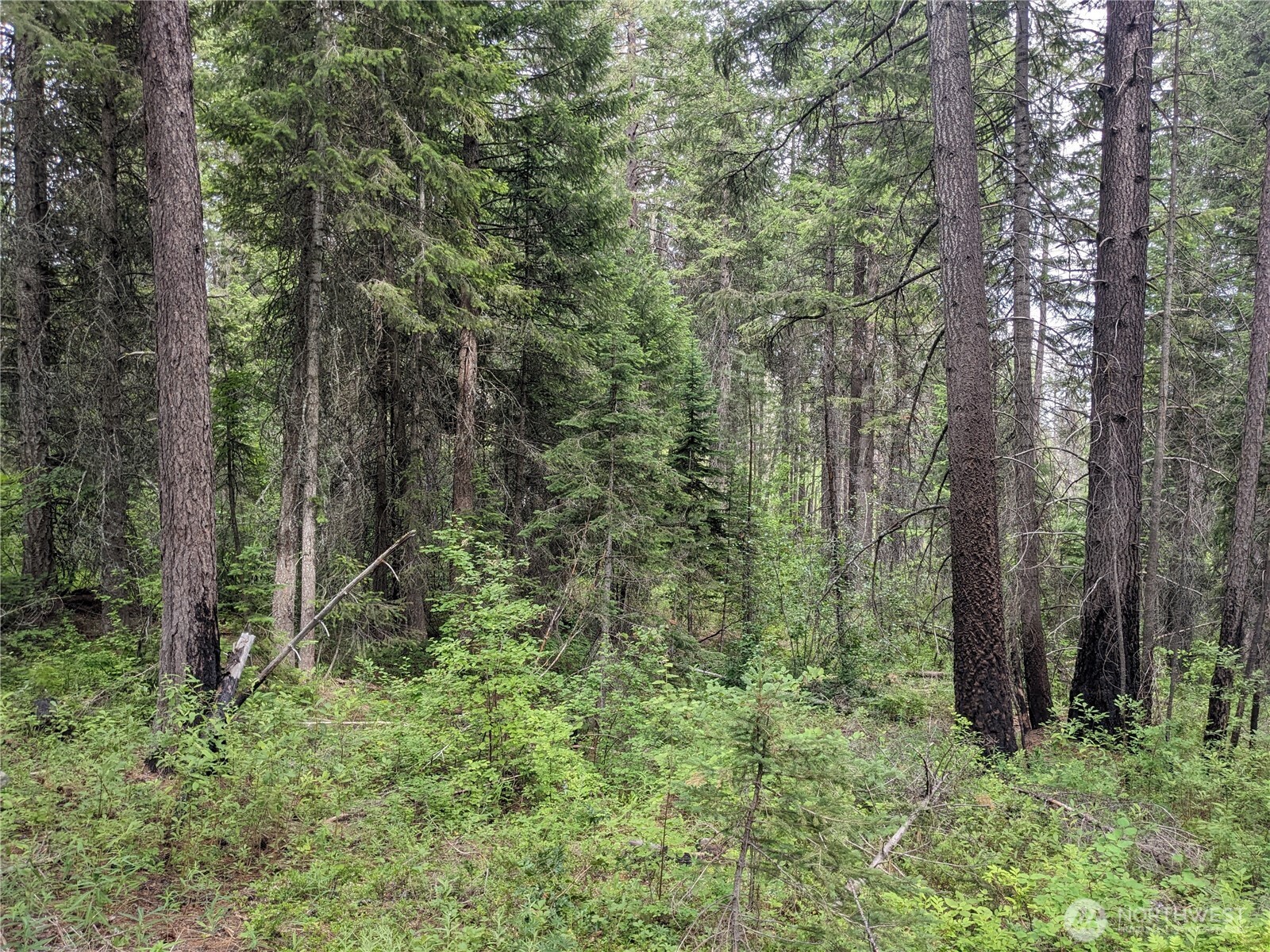 -tbd Tbd Bia Road, Unit 56 Nespelem, WA 99155 - Photo 13 of 14 a view of a forest with trees in the background