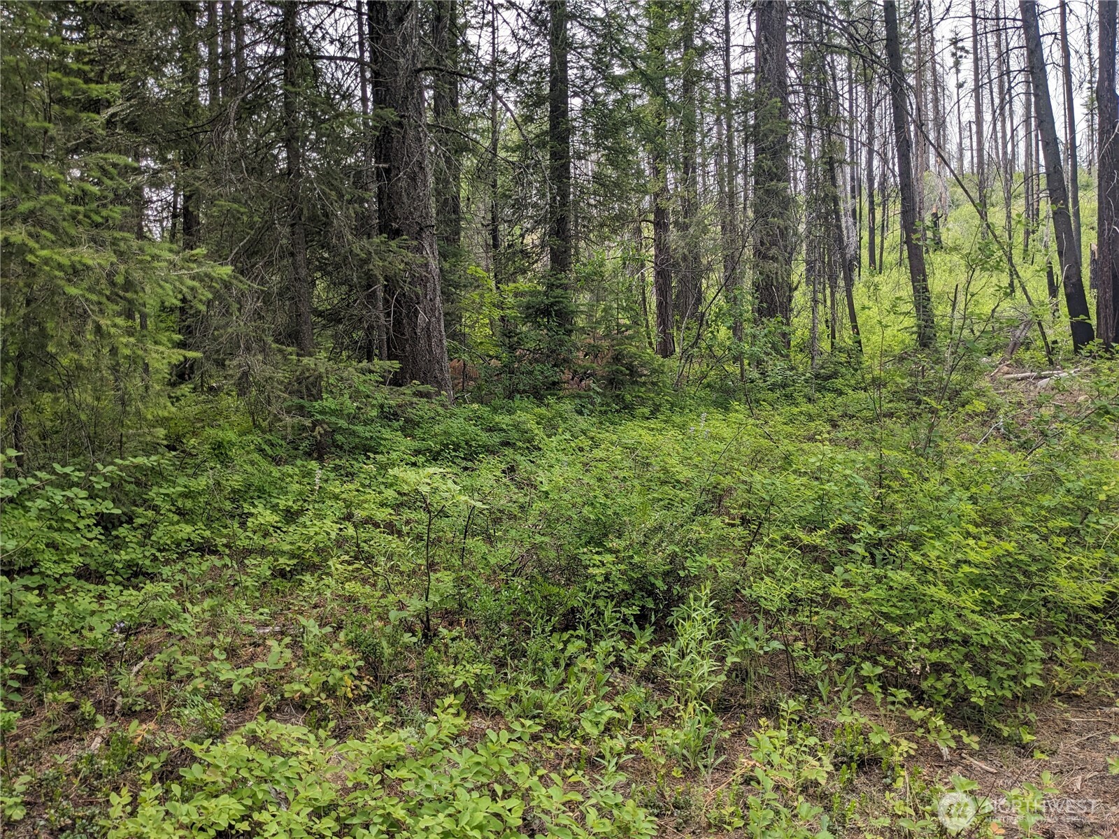 -tbd Tbd Bia Road, Unit 56 Nespelem, WA 99155 - Photo 14 of 14 a view of forest