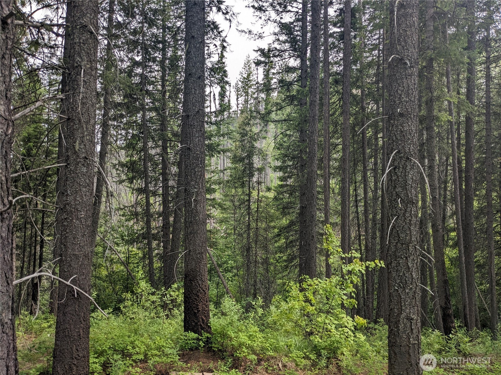 -tbd Tbd Bia Road, Unit 56 Nespelem, WA 99155 - Photo 2 of 14 a view of a forest with trees