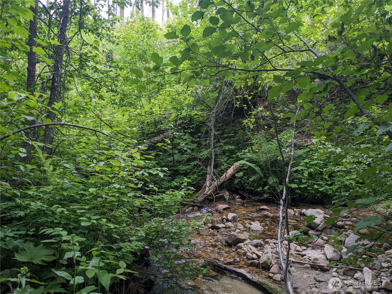 -tbd Tbd Bia Road, Unit 56 Nespelem, WA 99155 - Photo 3 of 14 a view of a forest with a tree