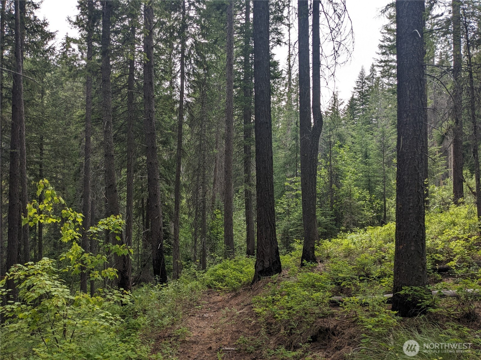 -tbd Tbd Bia Road, Unit 56 Nespelem, WA 99155 - Photo 4 of 14 a view of a forest