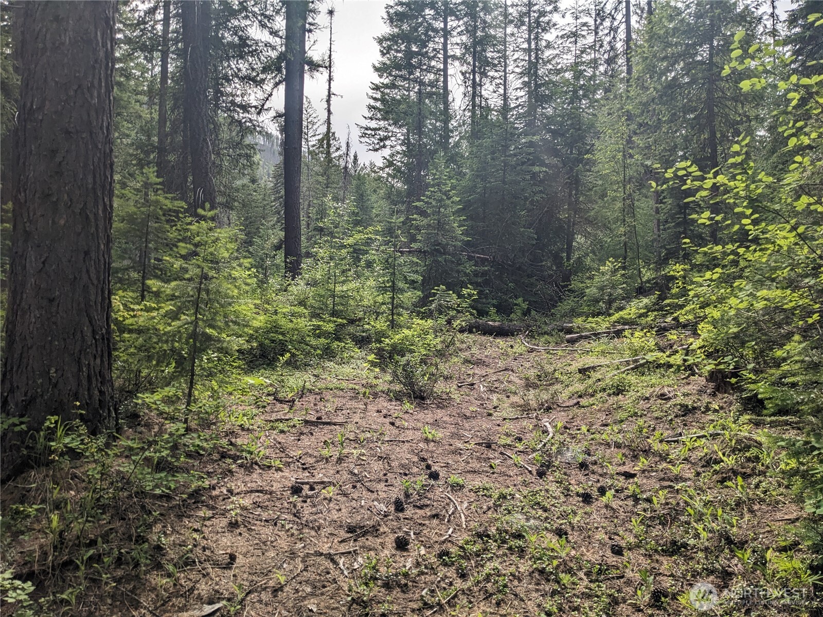 -tbd Tbd Bia Road, Unit 56 Nespelem, WA 99155 - Photo 5 of 14 a view of a forest with trees