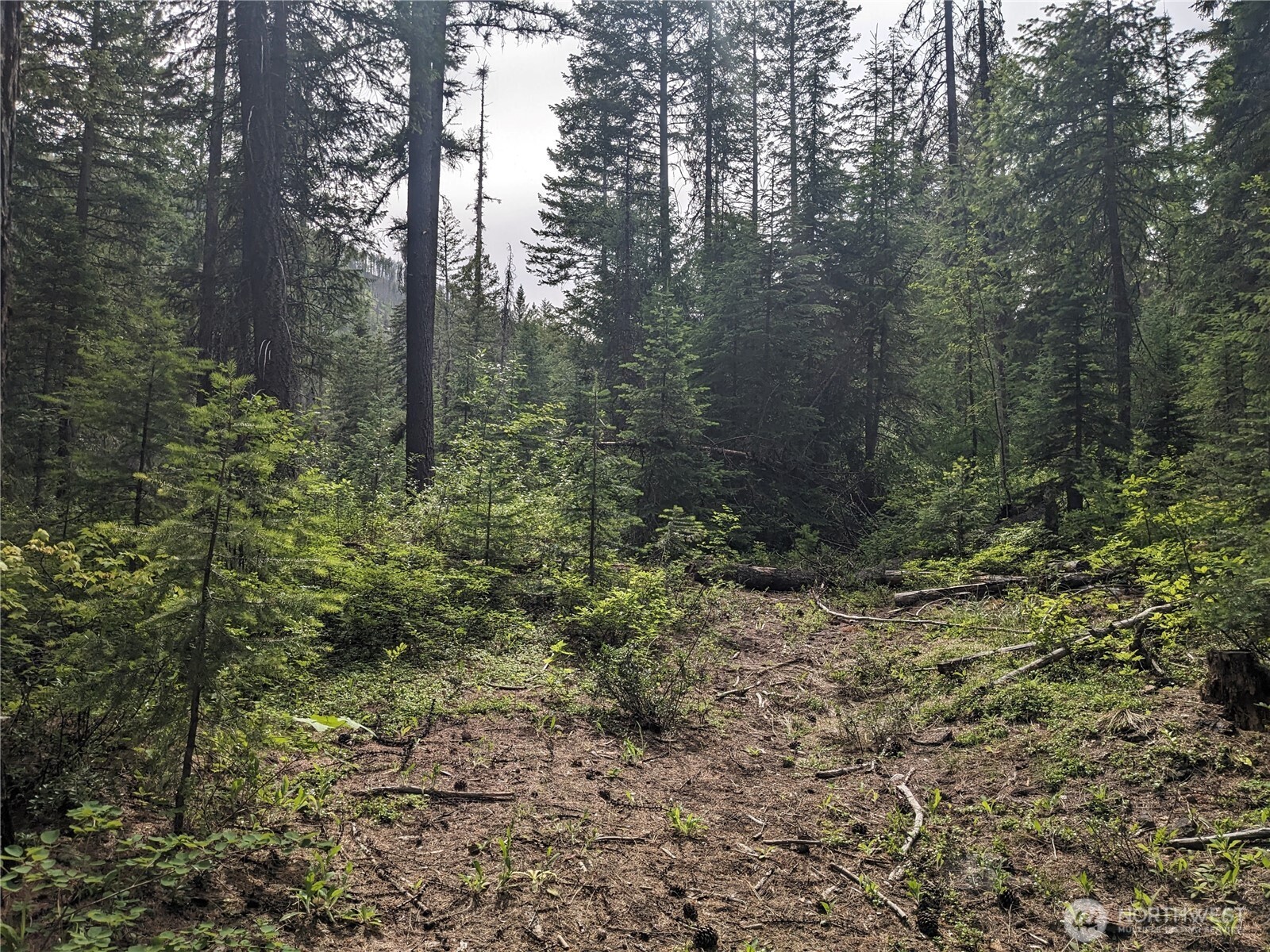 -tbd Tbd Bia Road, Unit 56 Nespelem, WA 99155 - Photo 6 of 14 a view of a forest with trees in the background