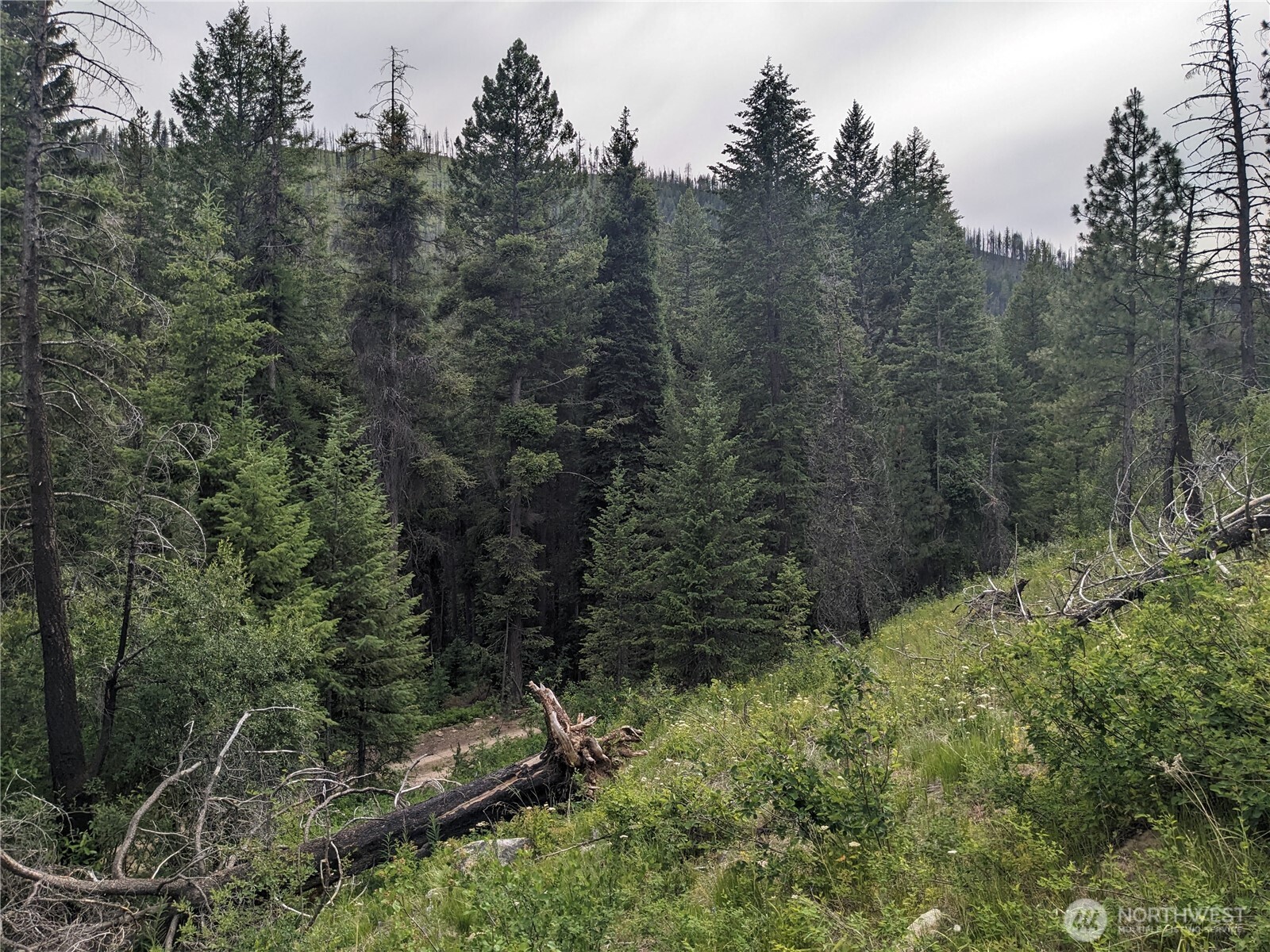 -tbd Tbd Bia Road, Unit 56 Nespelem, WA 99155 - Photo 7 of 14 a view of a forest with a tree