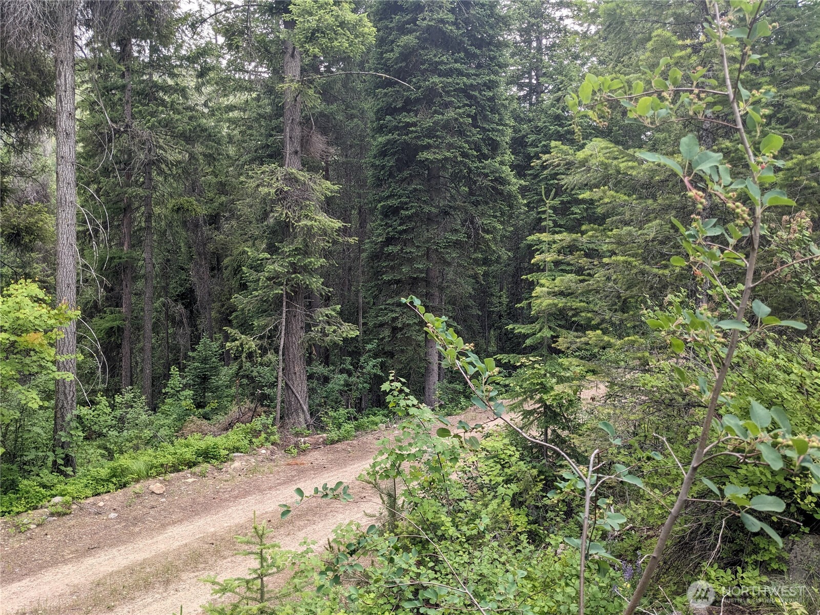 -tbd Tbd Bia Road, Unit 56 Nespelem, WA 99155 - Photo 8 of 14 a view of a forest with trees in the background