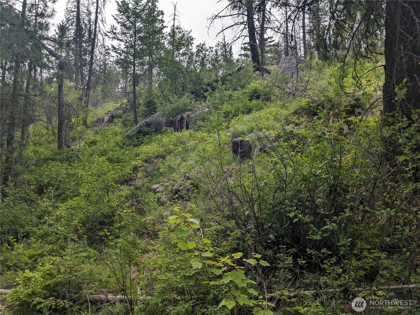 -tbd Tbd Bia Road, Unit 56 Nespelem, WA 99155 - Photo 9 of 14 a view of a forest with trees