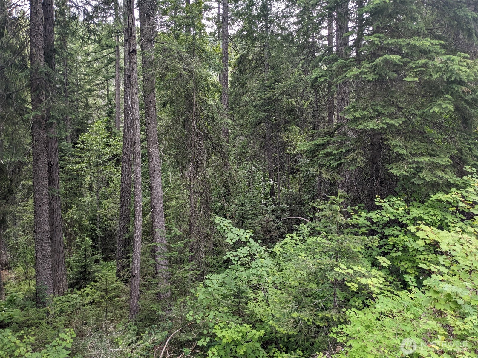 -tbd Tbd Bia Road, Unit 56 Nespelem, WA 99155 - Photo 10 of 14 a view of a forest with a tree