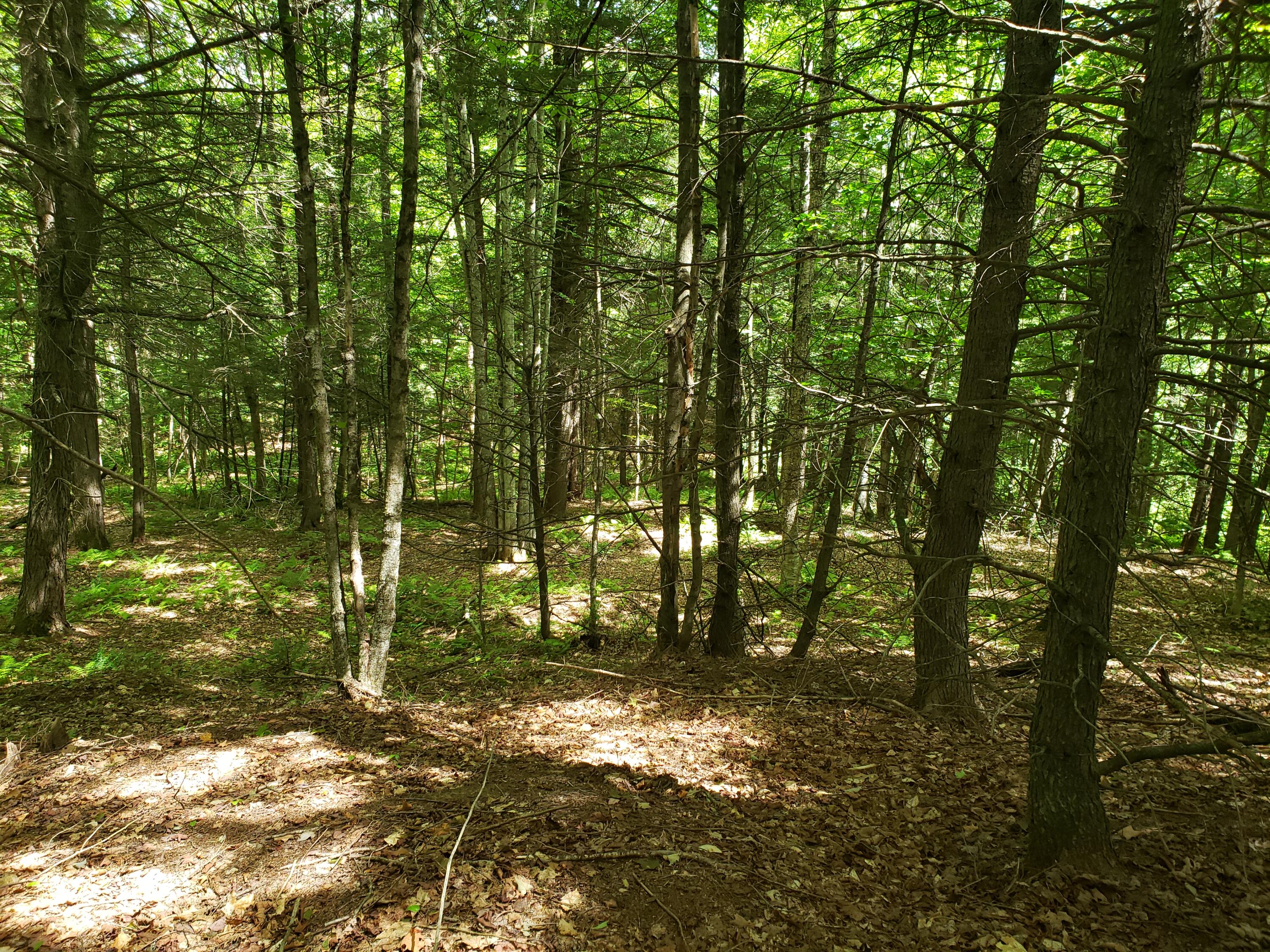 Tbd Knowlton Corner Road Farmington, ME 04938 - Photo 6 of 14 20220803_131847