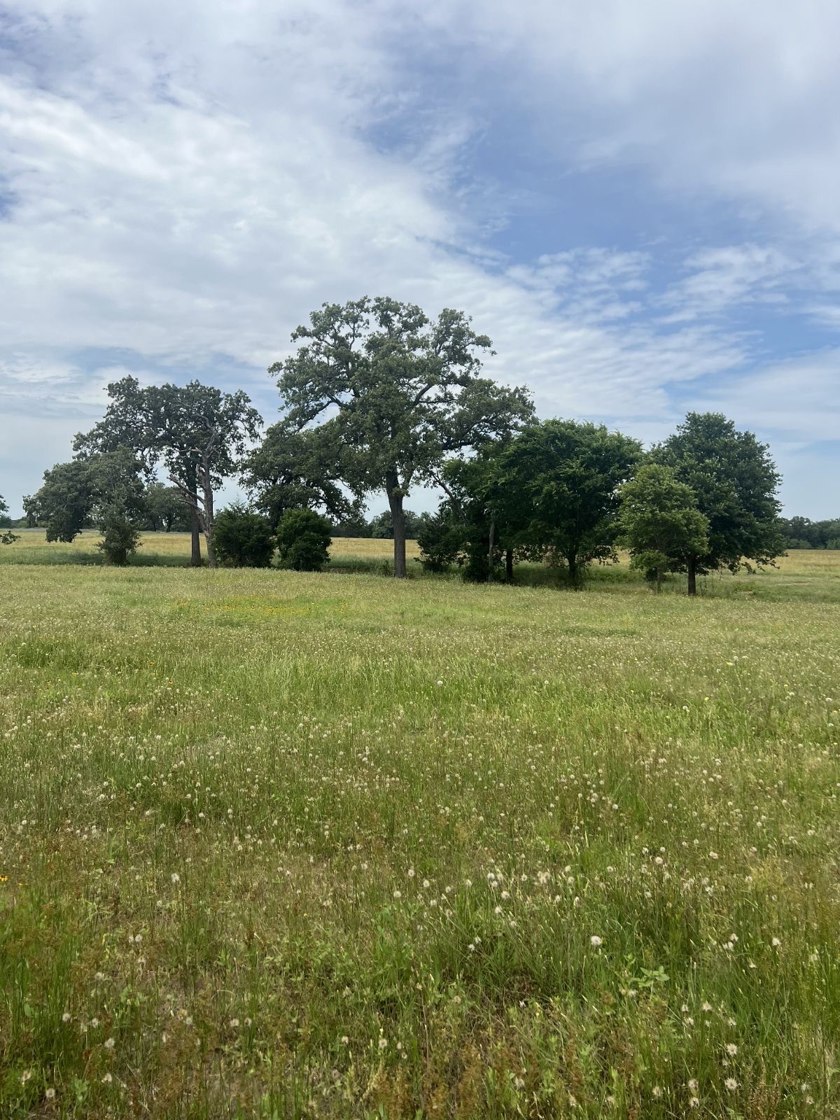 Tbd2 Tbd2 Davis Road La Grange, TX 78945 - Photo 1 of 8 a view of a green field with clear sky