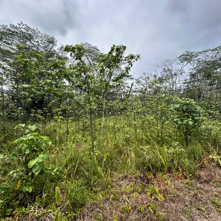 $20,000 | 156 Plumeria Road, Pahoa, HI 96778