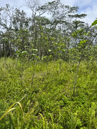 $20,000 | 156 Plumeria Road, Pahoa, HI 96778