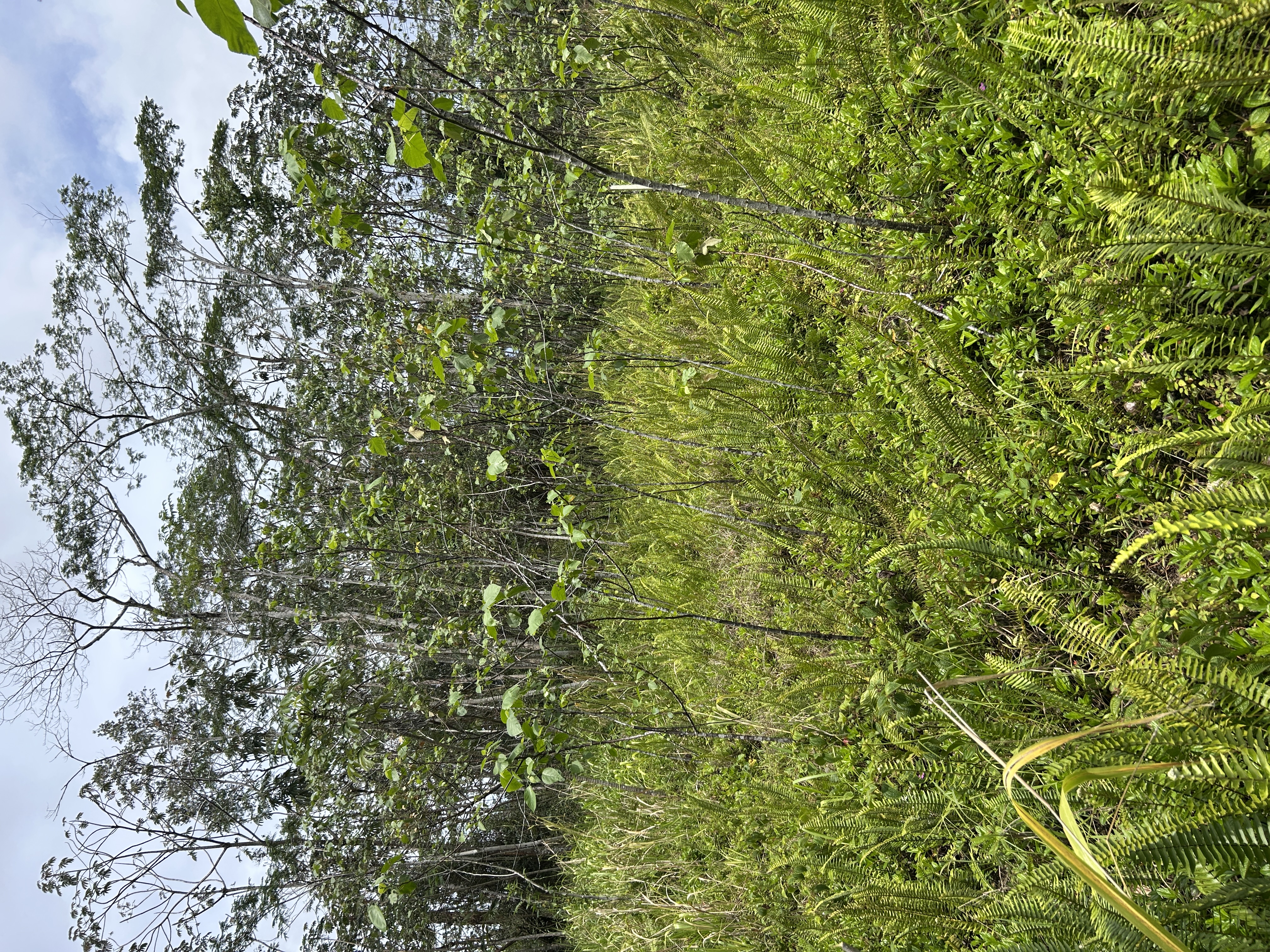 156 Plumeria Road Pahoa, HI 96778 - Photo 13 of 18