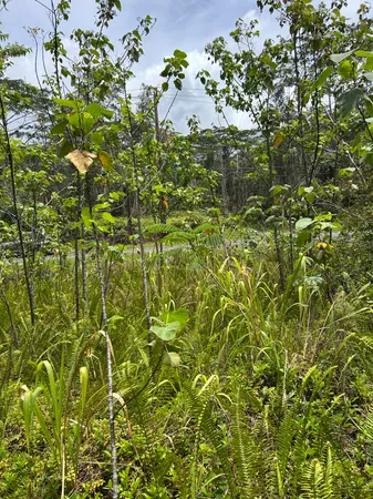 $20,000 | 156 Plumeria Road, Pahoa, HI 96778