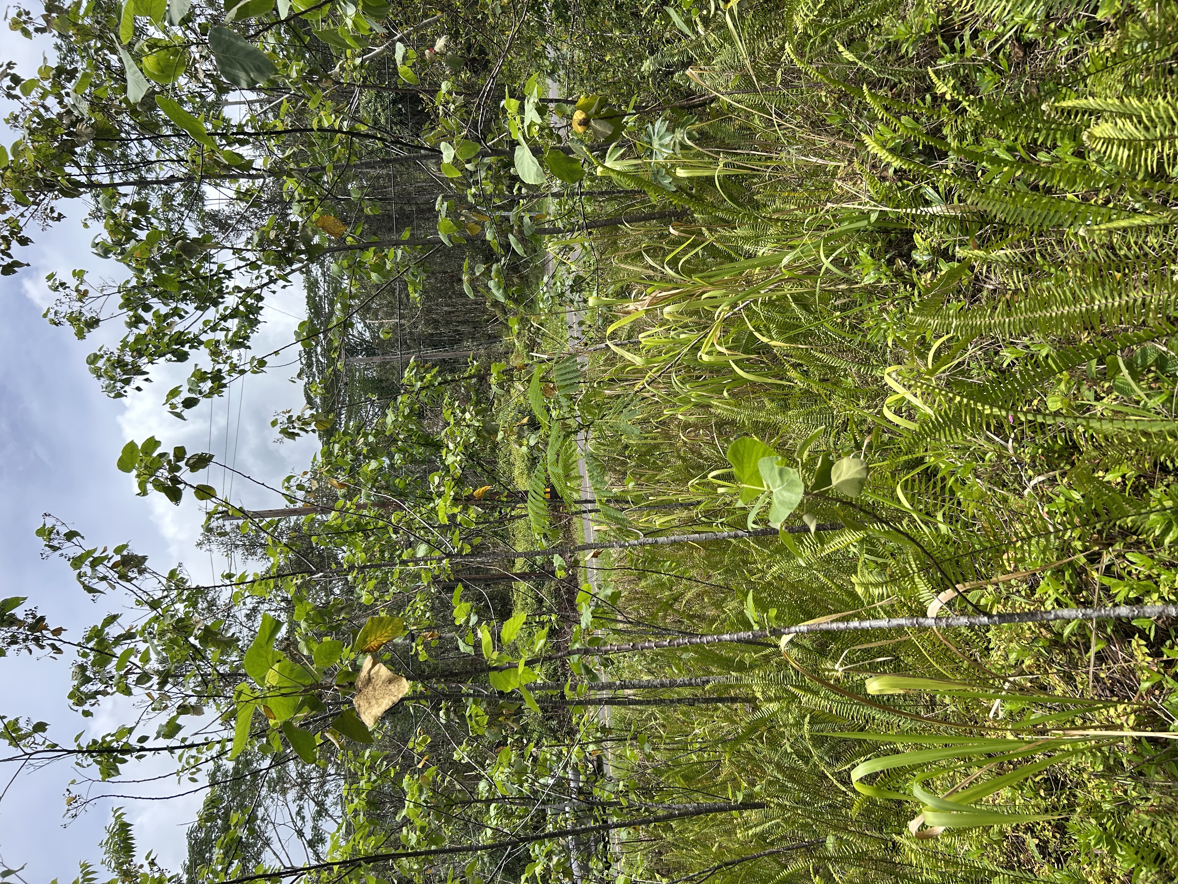 156 Plumeria Road Pahoa, HI 96778 - Photo 14 of 18