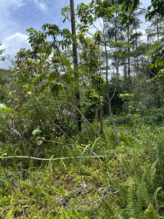 $20,000 | 156 Plumeria Road, Pahoa, HI 96778