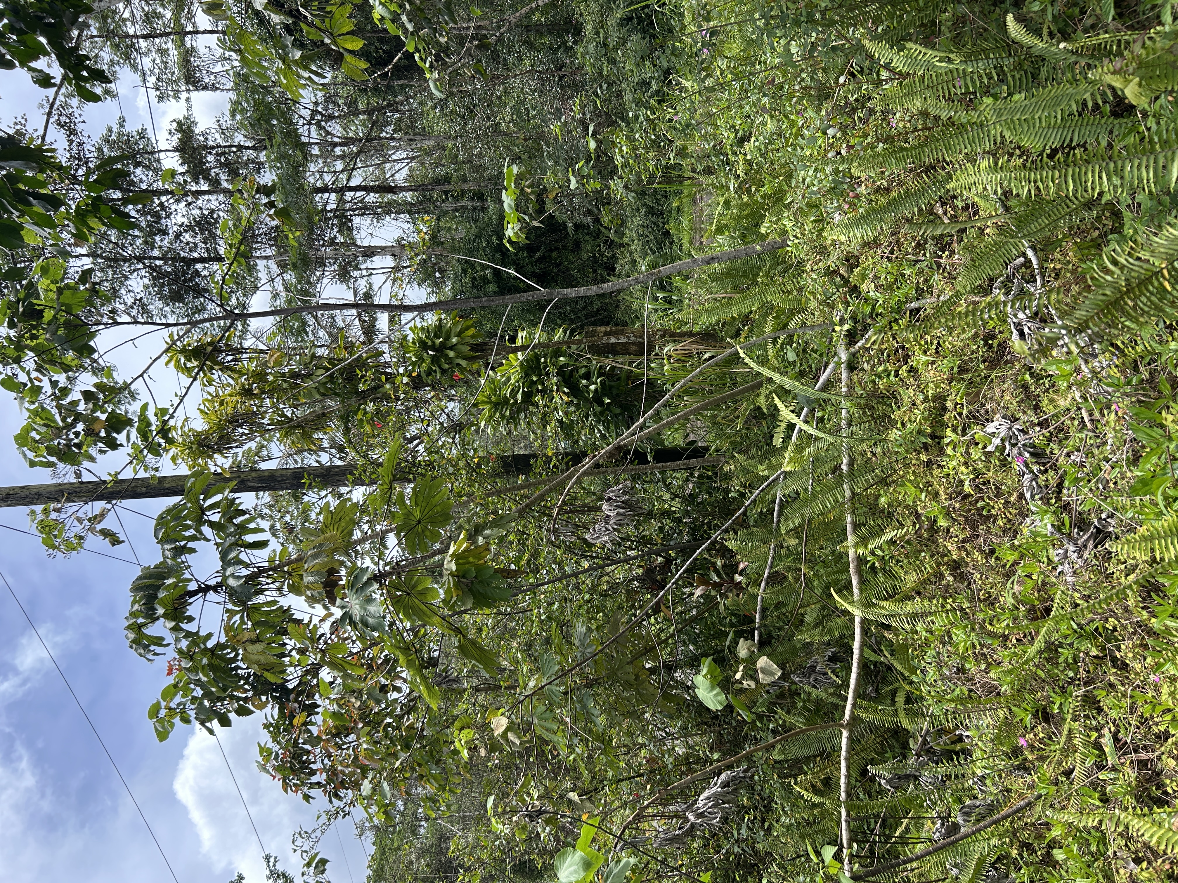 156 Plumeria Road Pahoa, HI 96778 - Photo 16 of 18