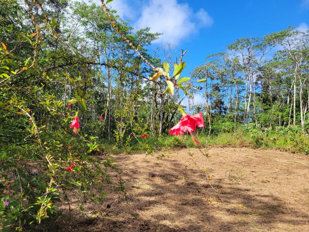 156 Plumeria Road Pahoa, HI 96778 - Photo 2 of 18
