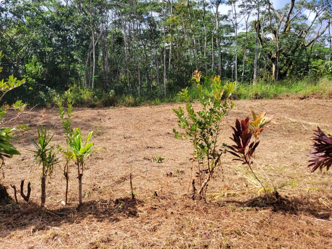 156 Plumeria Road Pahoa, HI 96778 - Photo 3 of 18