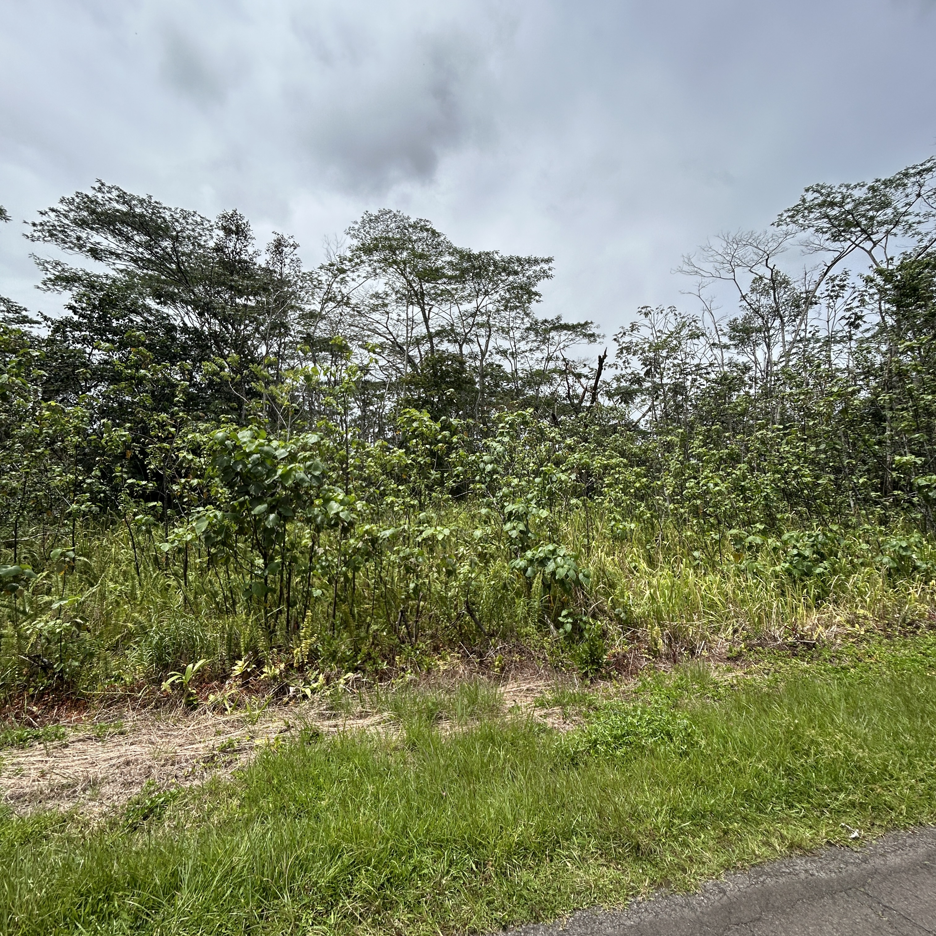 156 Plumeria Road Pahoa, HI 96778 - Photo 4 of 18