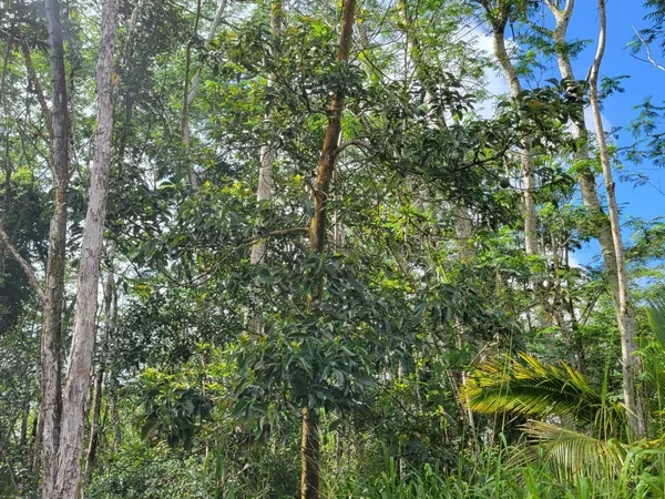 $20,000 | 156 Plumeria Road, Pahoa, HI 96778