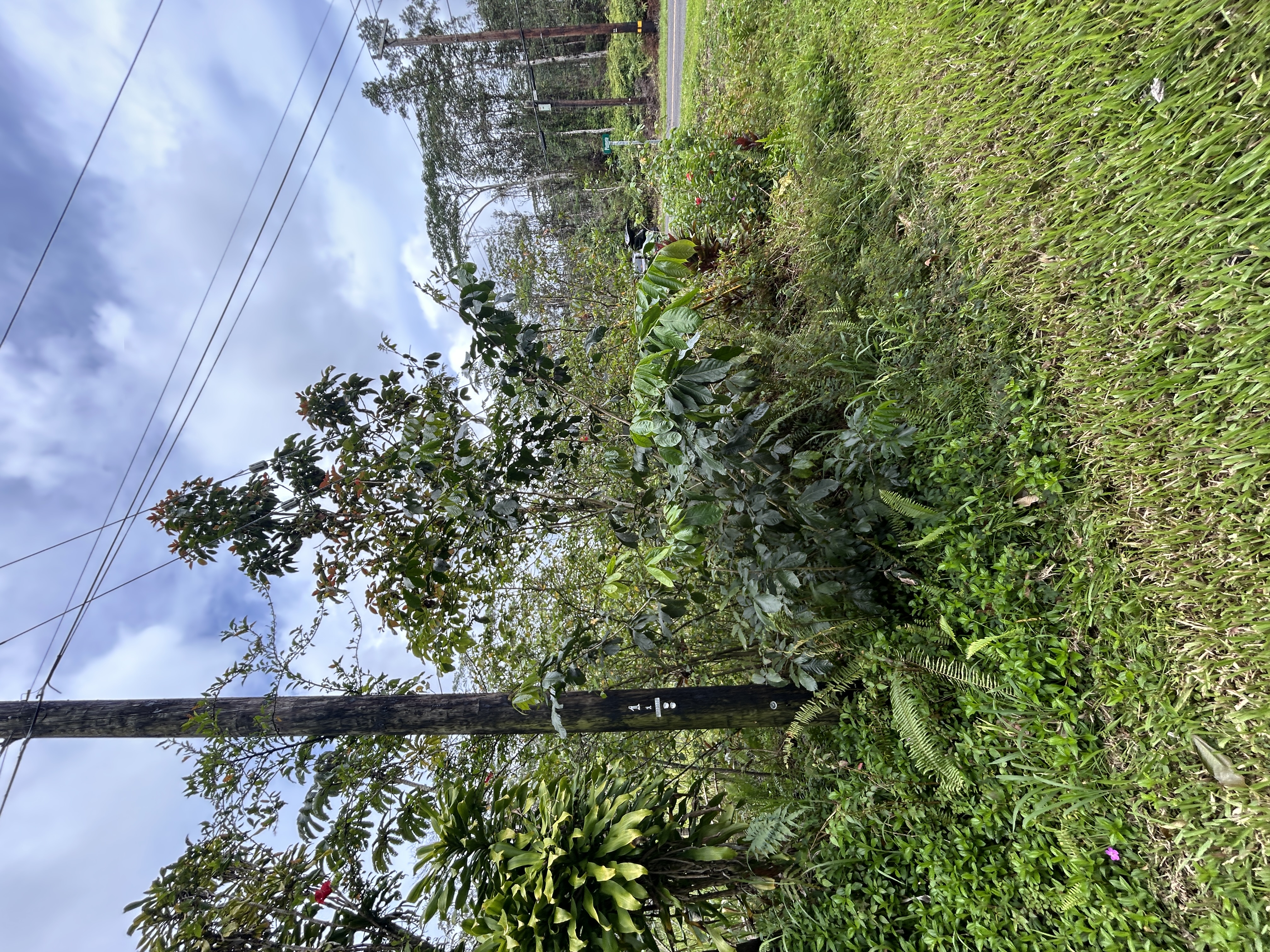 156 Plumeria Road Pahoa, HI 96778 - Photo 8 of 18