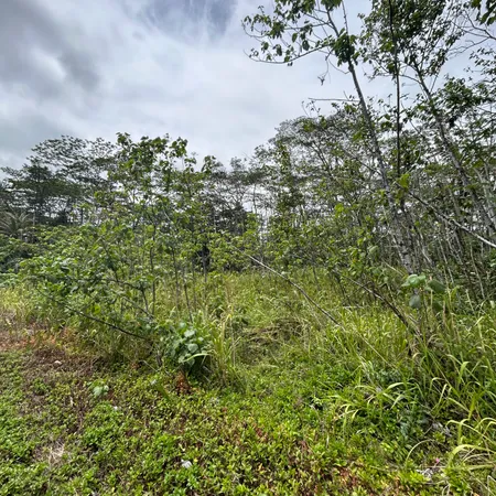 $20,000 | 156 Plumeria Road, Pahoa, HI 96778