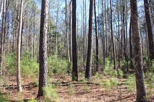 5855 Shady Oak Road Johns Island, SC 29455 - Photo 2 of 6 2.JPG