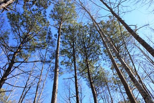 5855 Shady Oak Road Johns Island, SC 29455 - Photo 3 of 6 6.JPG