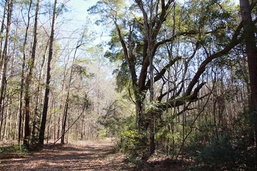 5855 Shady Oak Road Johns Island, SC 29455 - Photo 4 of 6 4.JPG
