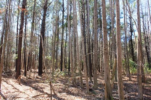 5855 Shady Oak Road Johns Island, SC 29455 - Photo 6 of 6 5.JPG
